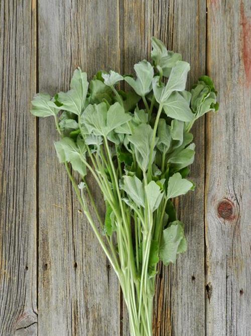 GREEN GERANIUMS